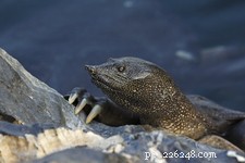 Softshell Turtles: Expert Care & Natural History Guide – Part 2