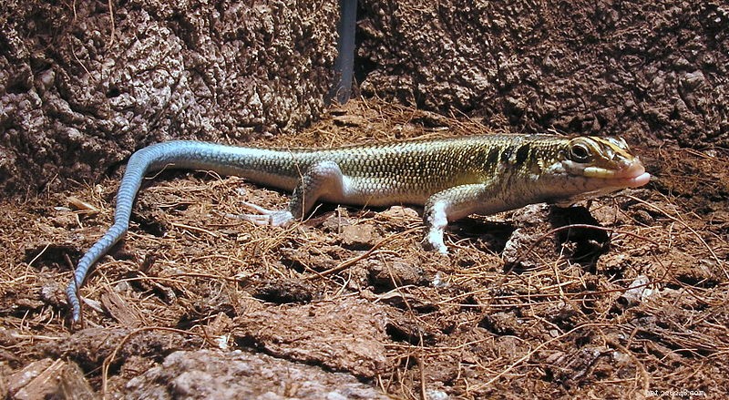 African Rainbow Skinks Begin Breeding in Florida, Expanding Exotic Herp Populations