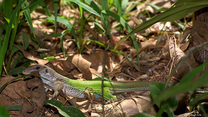 African Rainbow Skinks Begin Breeding in Florida, Expanding Exotic Herp Populations