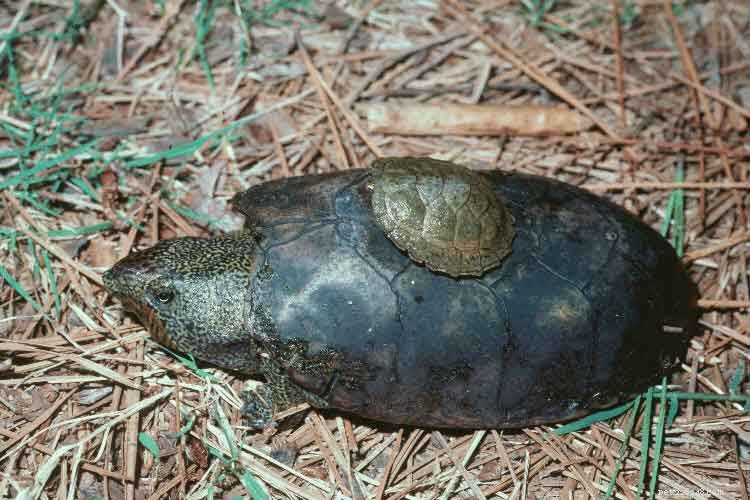 Common Musk Turtle: The Ideal Pet Choice & Guide to Related Species