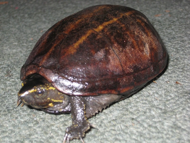 Common Musk Turtle: The Ideal Pet Choice & Guide to Related Species