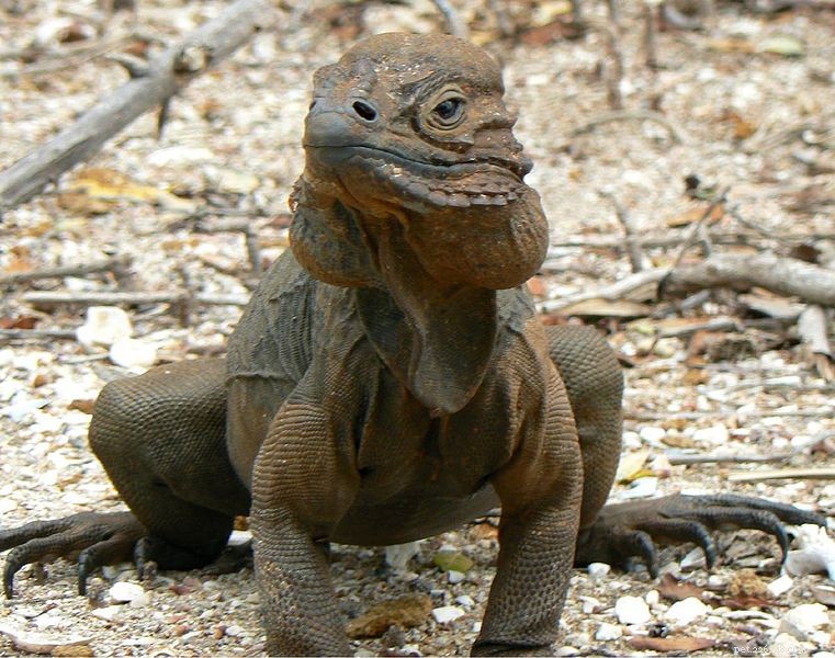 Rhinoceros Iguana: Natural History, Care Guide, and Habitat Insights