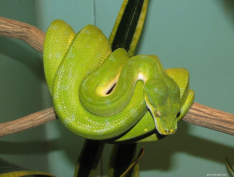 Understanding Fungal Infections in Reptiles: Part 2 – Diagnosis & Management