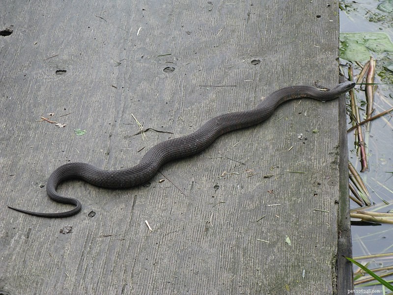 Understanding Fungal Infections in Reptiles: Part 2 – Diagnosis & Management