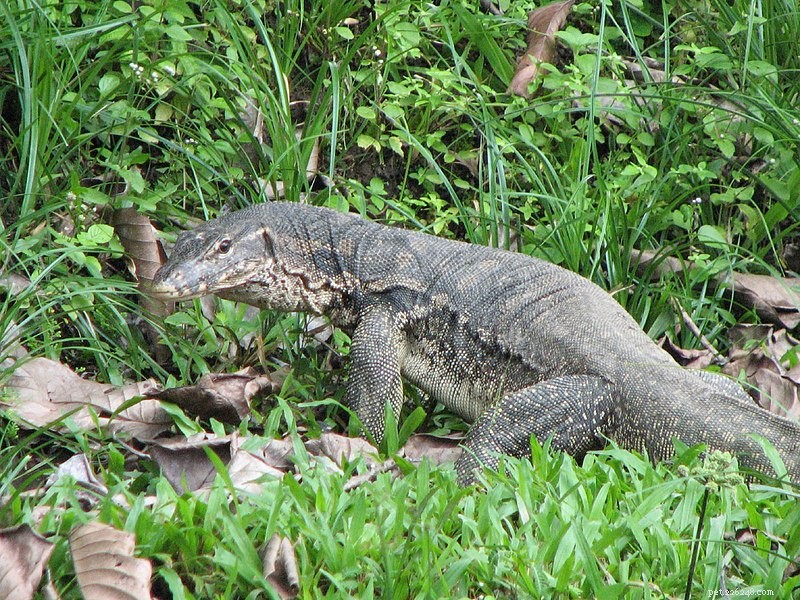 Male Rosenberg’s Monitor: New Cooperative Nest-Building & Guarding Behavior