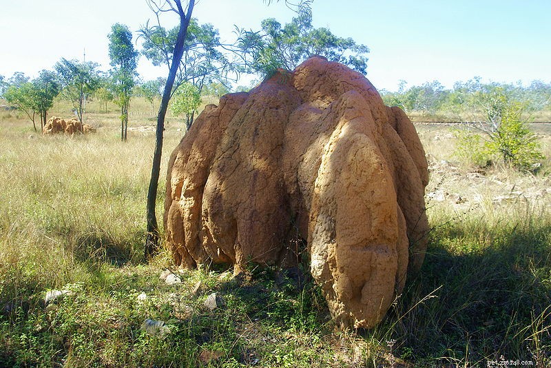 Male Rosenberg’s Monitor: New Cooperative Nest-Building & Guarding Behavior