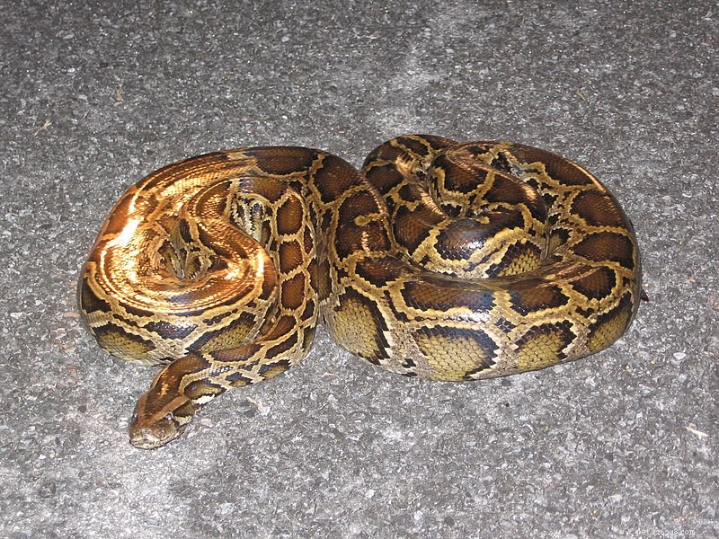 USGS Study Finds Florida Burmese Pythons Could Spread, Yet They Cannot Survive South Carolina Winters
