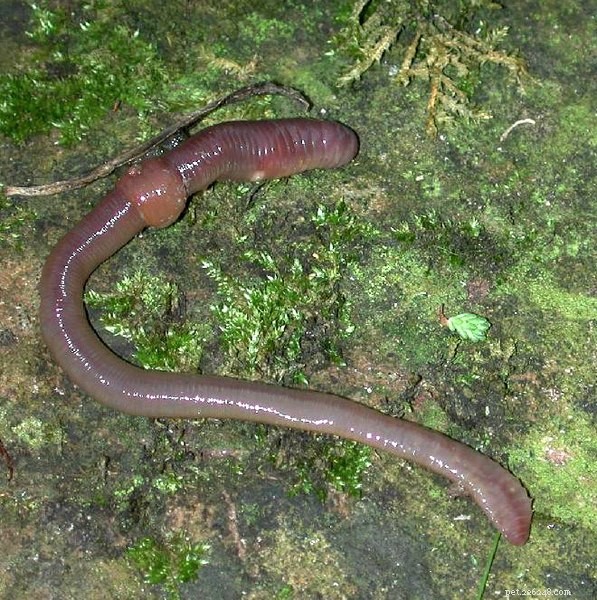 Effortless Earthworm Collection: A Proven Technique