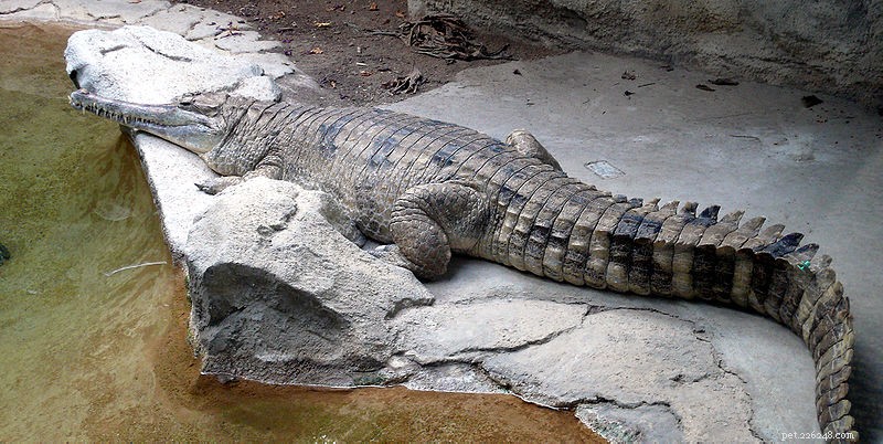 Premier Herpetology Societies & Journals—Open to All (Part 1)
