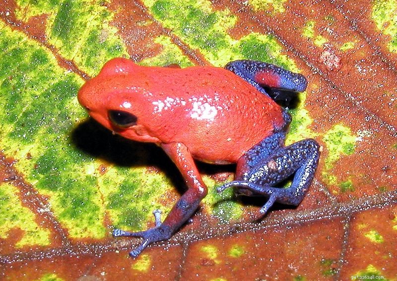 Premier Herpetology Societies & Journals—Open to All (Part 1)