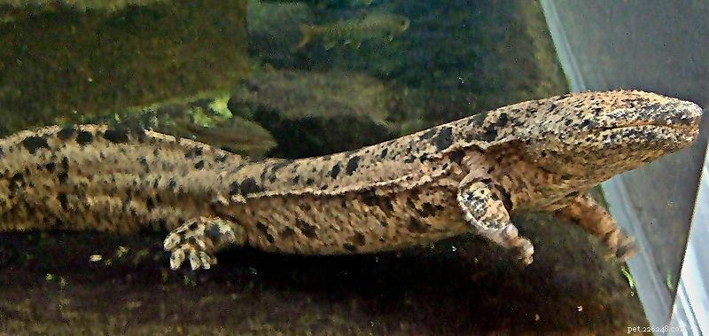 Premier Herpetology Societies & Journals—Open to All (Part 1)