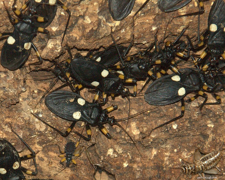 Assassin Bugs: Captive Care & Spider‑Hunting Tactics – Part 2
