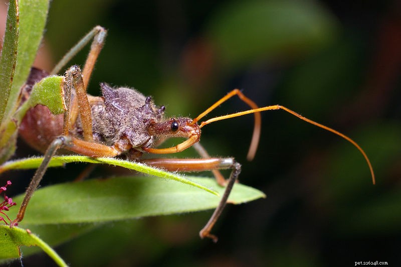 Assassin Bugs: Captive Care & Spider‑Hunting Tactics – Part 2