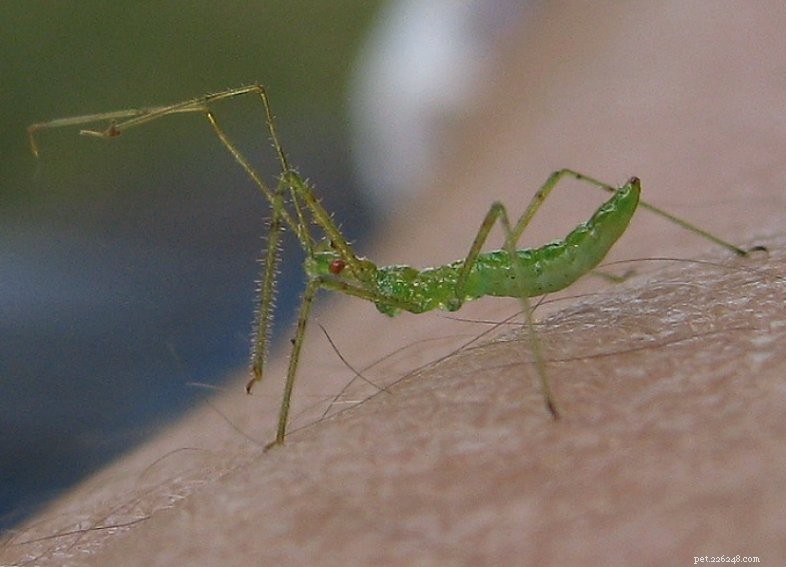 Assassin Bugs: Captive Care & Spider‑Hunting Tactics – Part 2