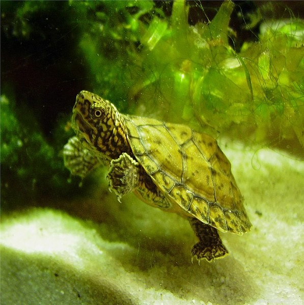 Discover 26 Remarkable Musk and Mud Turtle Species