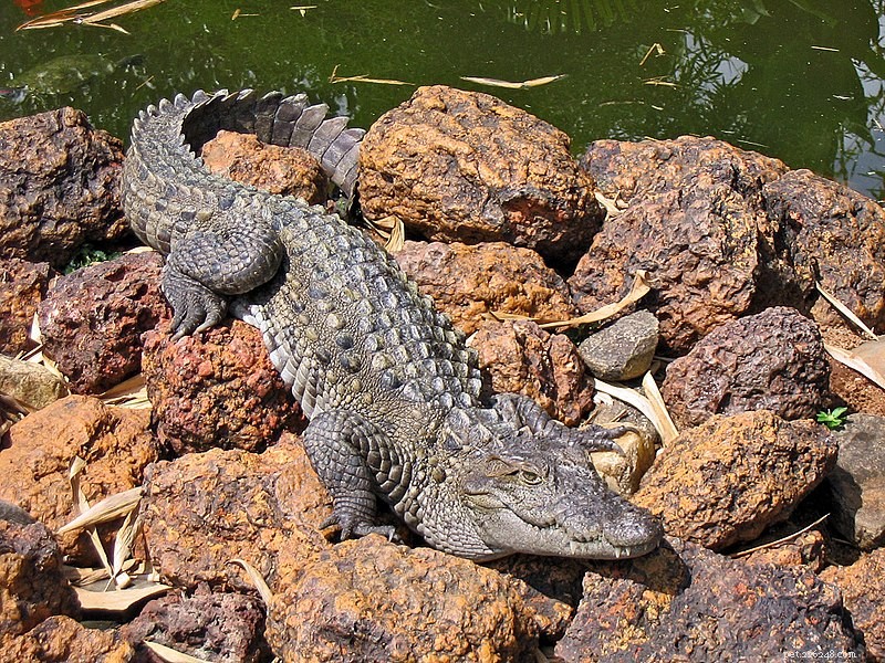 Marsh Crocodile (Mugger): Captive and Wild Encounters – Part 1