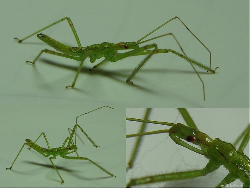 Assassin Bugs: Care, Spider-Hunting Behavior, and Expert Insights – Part 1