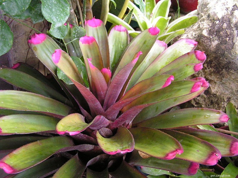 Introducing Hagen’s Smart Plants: Artificial Bromeliads for Poison Frog Breeding