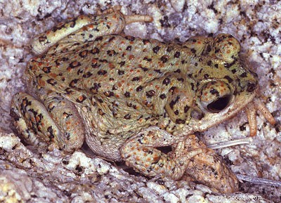 Affordable Terrarium Designs for American Toads & Relatives