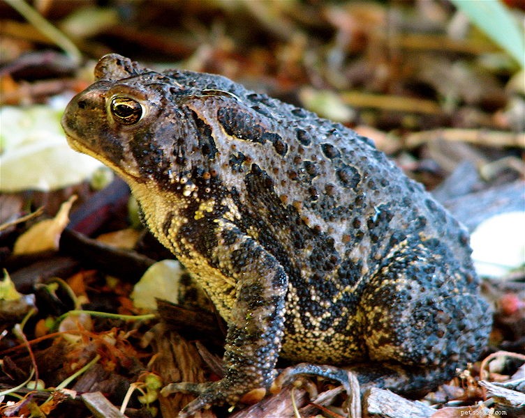 Affordable Terrarium Designs for American Toads & Relatives