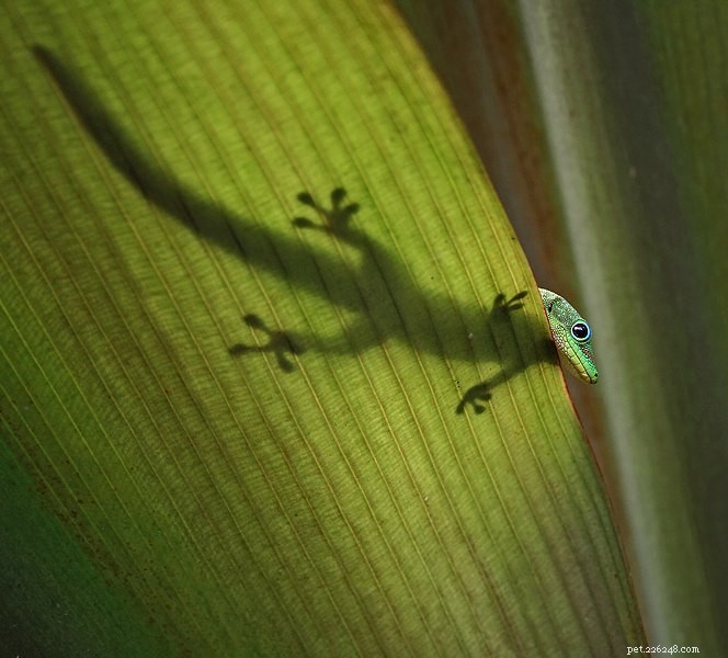 Creating Optimal Poison Frog Breeding Sites with Artificial Bromeliads – Part 2
