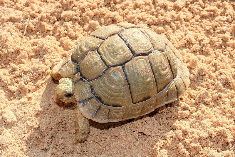 Why Glass Aquariums Aren t Ideal for Tortoises: Proper Habitat Essentials (Part 1)
