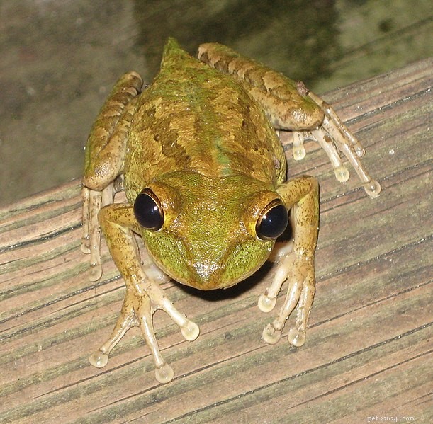 Herpetology Field Reports: Unusual Predator‑Prey Dynamics in Florida