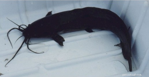 Herpetology Field Reports: Unusual Predator‑Prey Dynamics in Florida