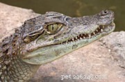 Herpetology Field Reports: Unusual Predator‑Prey Dynamics in Florida