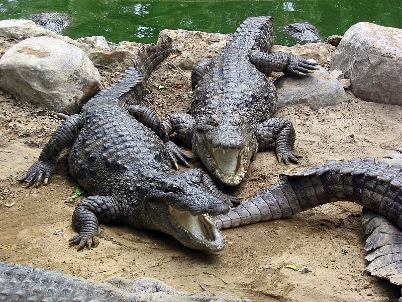 Marsh Crocodile (Crocodylus palustris): Insights from Captive and Wild Encounters – Part 2