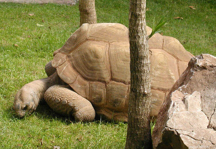 10 Proven Steps to Launch a Career in Herpetology – Part 2