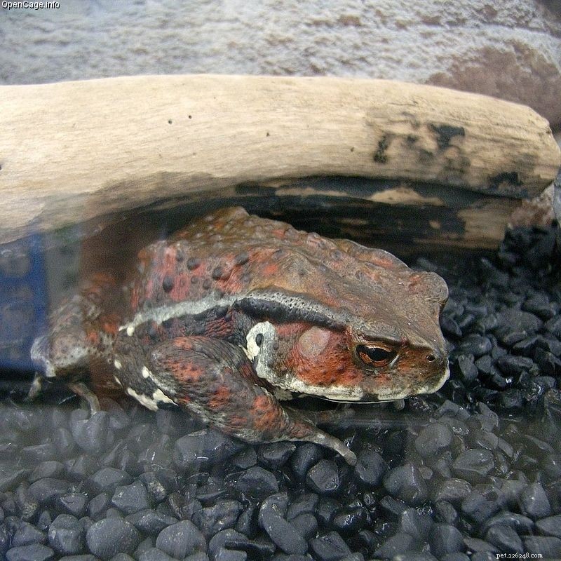 Japan’s Earthquake & Tsunami: Safeguarding Zoos & Aquariums – Staff, Animals, and Visitors