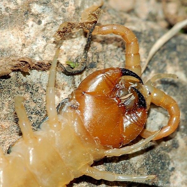Giant Centipedes: Bat Hunters, Survivors, and Safety Tips – Part 1