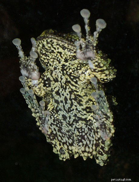 Mossy Treefrog (Theloderma corticale): Expert Guide to Care and Natural History