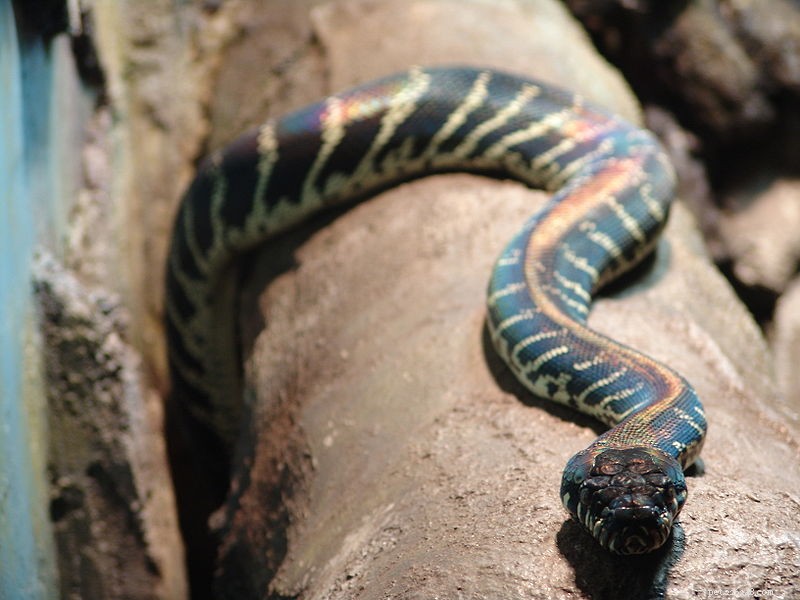 Boelen s Black Python: Discover the Majestic Constrictor
