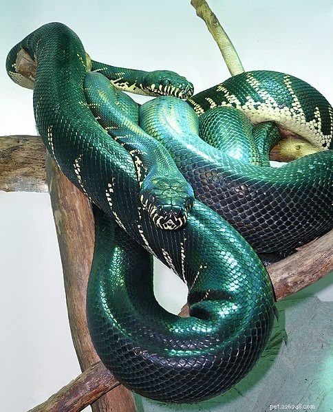 Boelen s Black Python: Discover the Majestic Constrictor