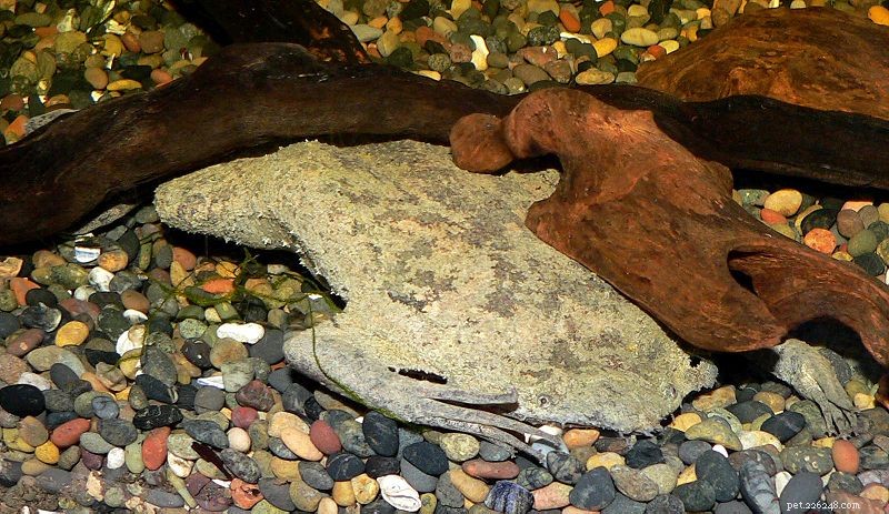 Essential Vitamin & Mineral Support for Aquatic Frogs, Turtles, and Newts – Part 1