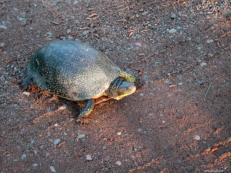 Essential Vitamin & Mineral Support for Aquatic Frogs, Turtles, and Newts – Part 1