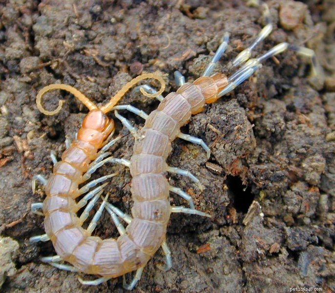 Giant Centipedes: Bat Hunters, Escape Tales & Safety Tips – Part 2