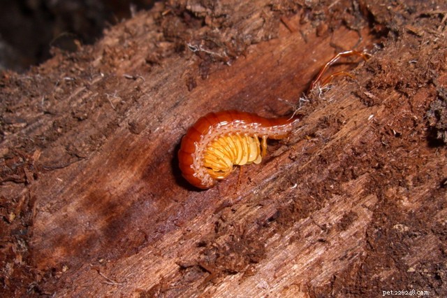 Giant Centipedes: Bat Hunters, Escape Tales & Safety Tips – Part 2