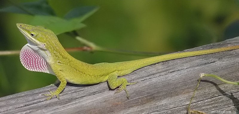 Key Lessons from 1960s Anole Keeping: A Historic Insight into Green Anole Care