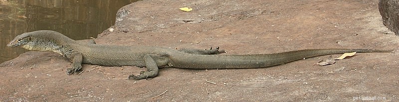 Mertens’ Water Monitor: Natural History & Expert Captive Care Guide – Part 1