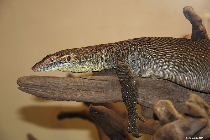 Mertens’ Water Monitor: Natural History & Expert Captive Care Guide – Part 1