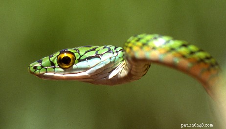 Flying Snakes Unveiled: Cutting-Edge Research & Proven Captive Care Tips