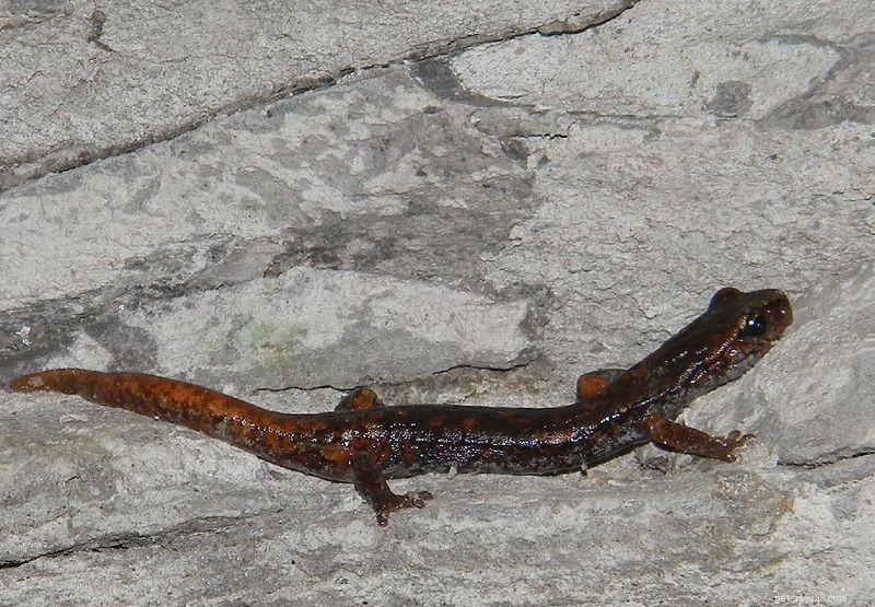 2010 Amphibian Breakthroughs: New Species, Revived Extinct Finds & Insightful Discoveries – Part 1