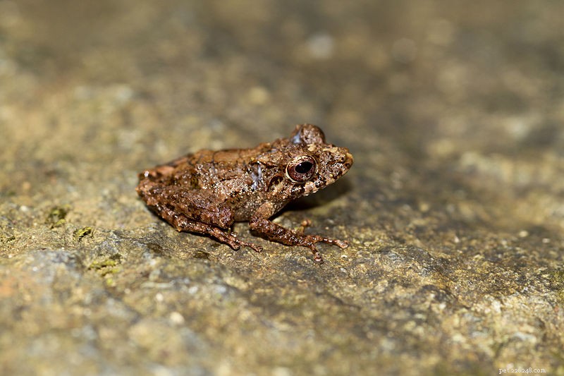 2010 Amphibian Breakthroughs: New Species, Revived Extinct Finds & Insightful Discoveries – Part 1