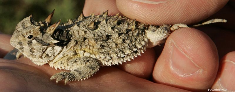 Historic First: North American Captive Breeding of the Giant Horned Lizard