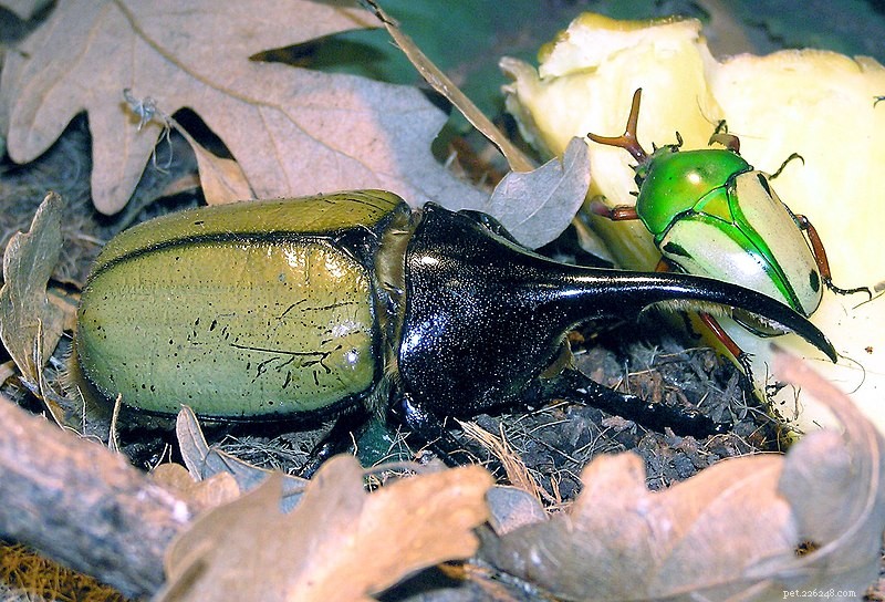 Conserving Stag Beetles: A Practical Guide to Keeping and Protecting Large Beetles