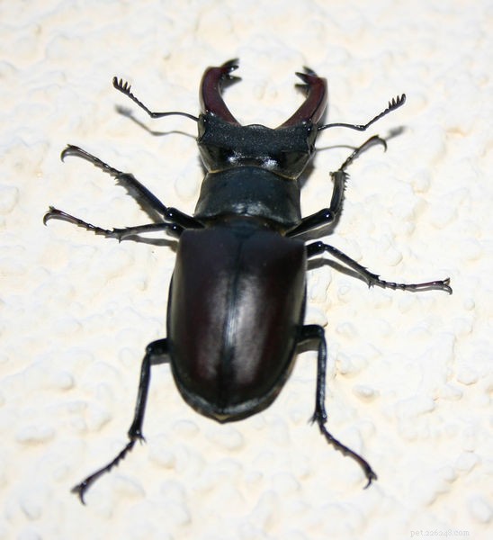 Conserving Stag Beetles: A Practical Guide to Keeping and Protecting Large Beetles
