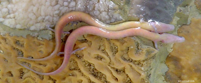 2010 Amphibian Discoveries: New Species, Algae-Filled Salamanders & a Century-Old Species – Part 2